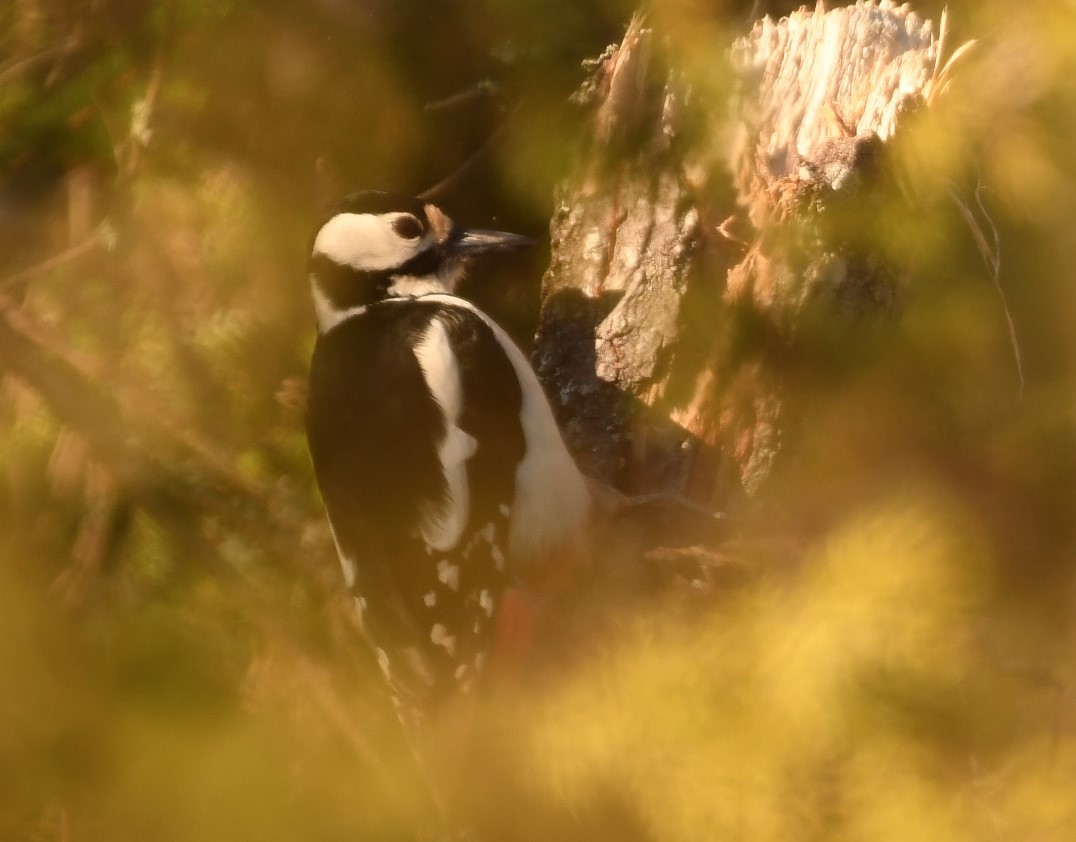 Great Spotted Woodpecker - ML619534108