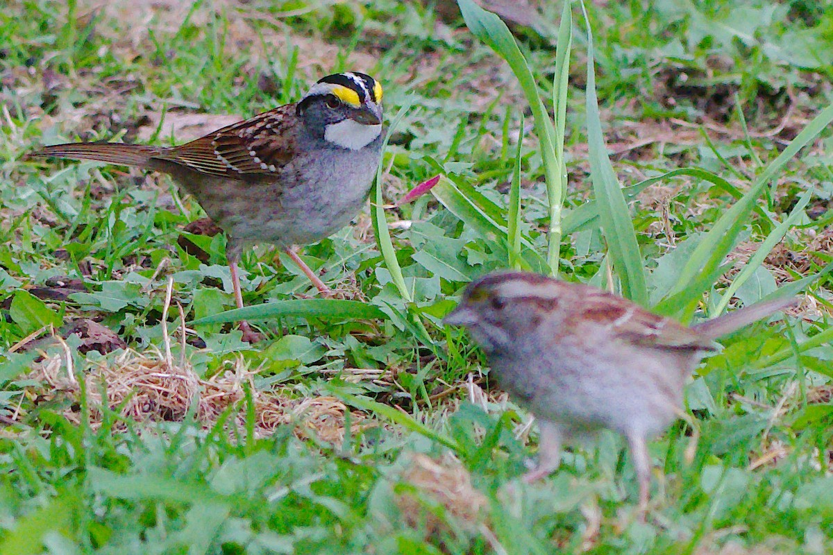 White-throated Sparrow - ML619534124