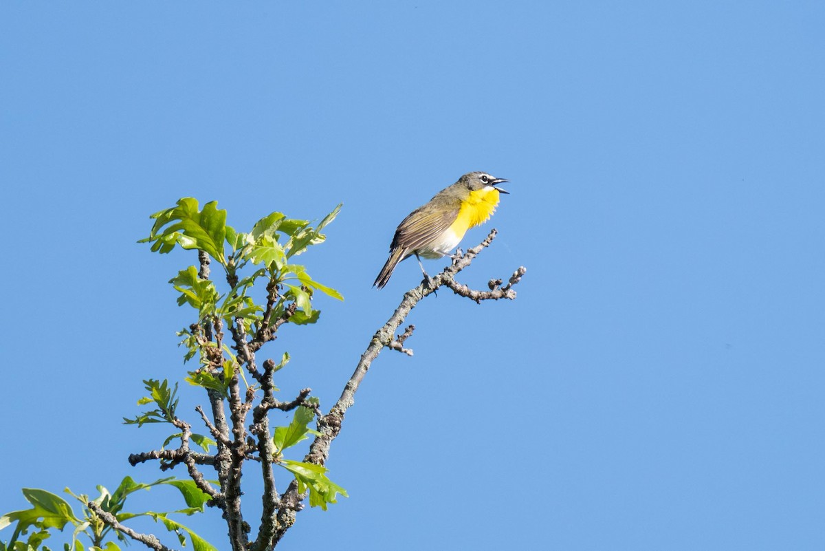 Yellow-breasted Chat - ML619534129