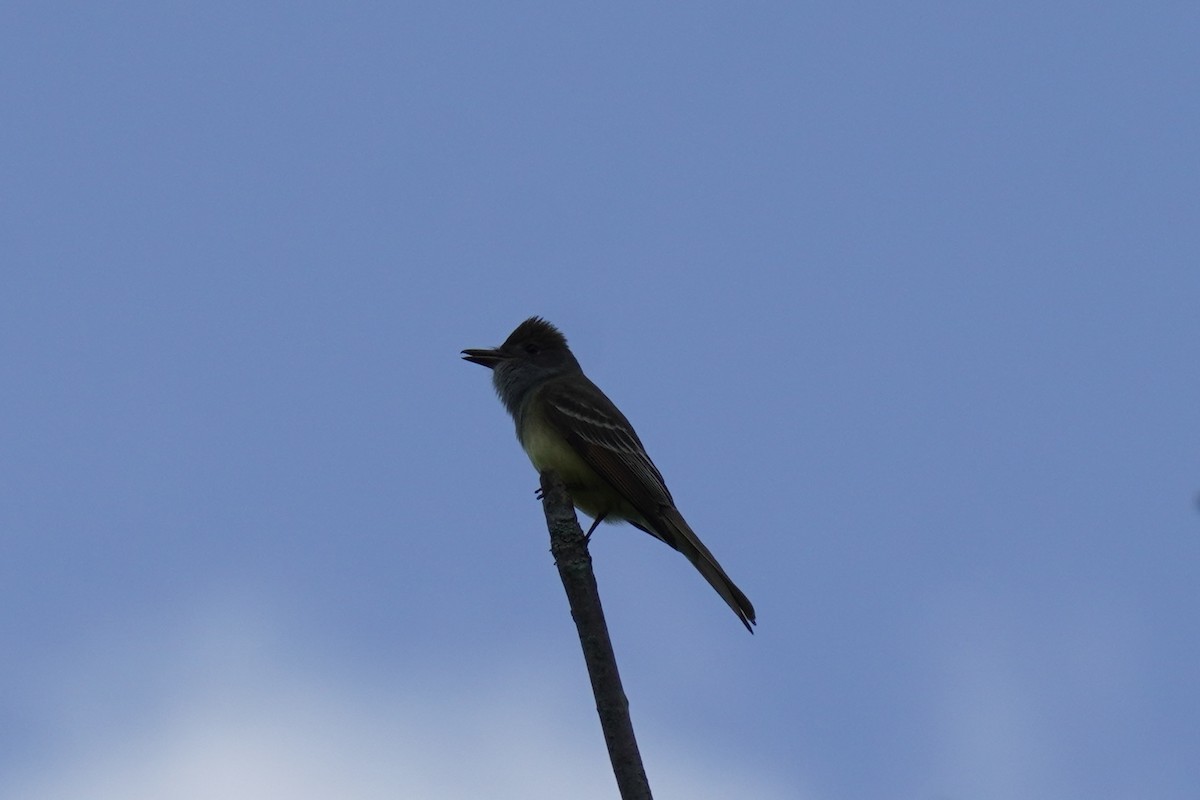 Great Crested Flycatcher - ML619534167