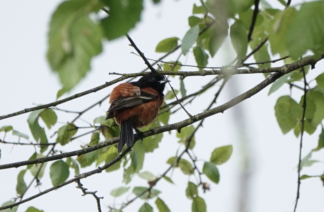 Orchard Oriole - ML619534178
