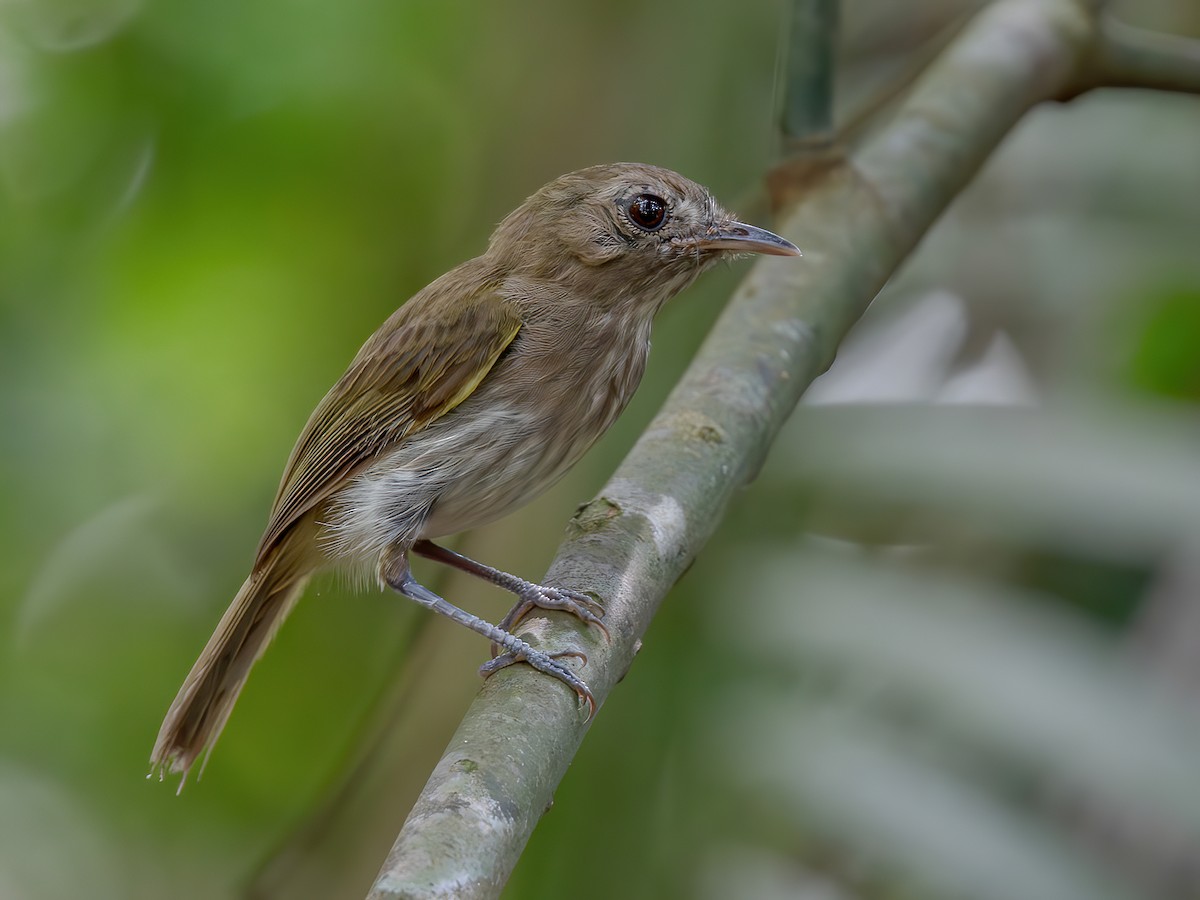 Flammulated Pygmy-Tyrant - Hemitriccus flammulatus - Birds of the World