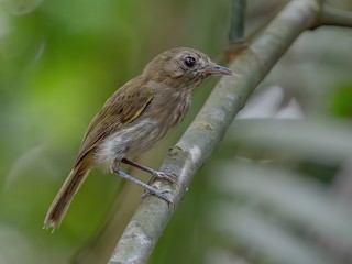 Flammulated Pygmy-Tyrant - Hemitriccus flammulatus - Birds of the World