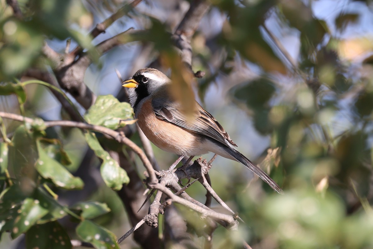 Many-colored Chaco Finch - ML619534231
