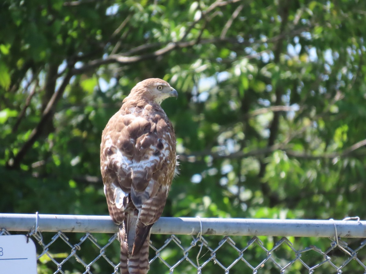 Red-tailed Hawk - ML619534250
