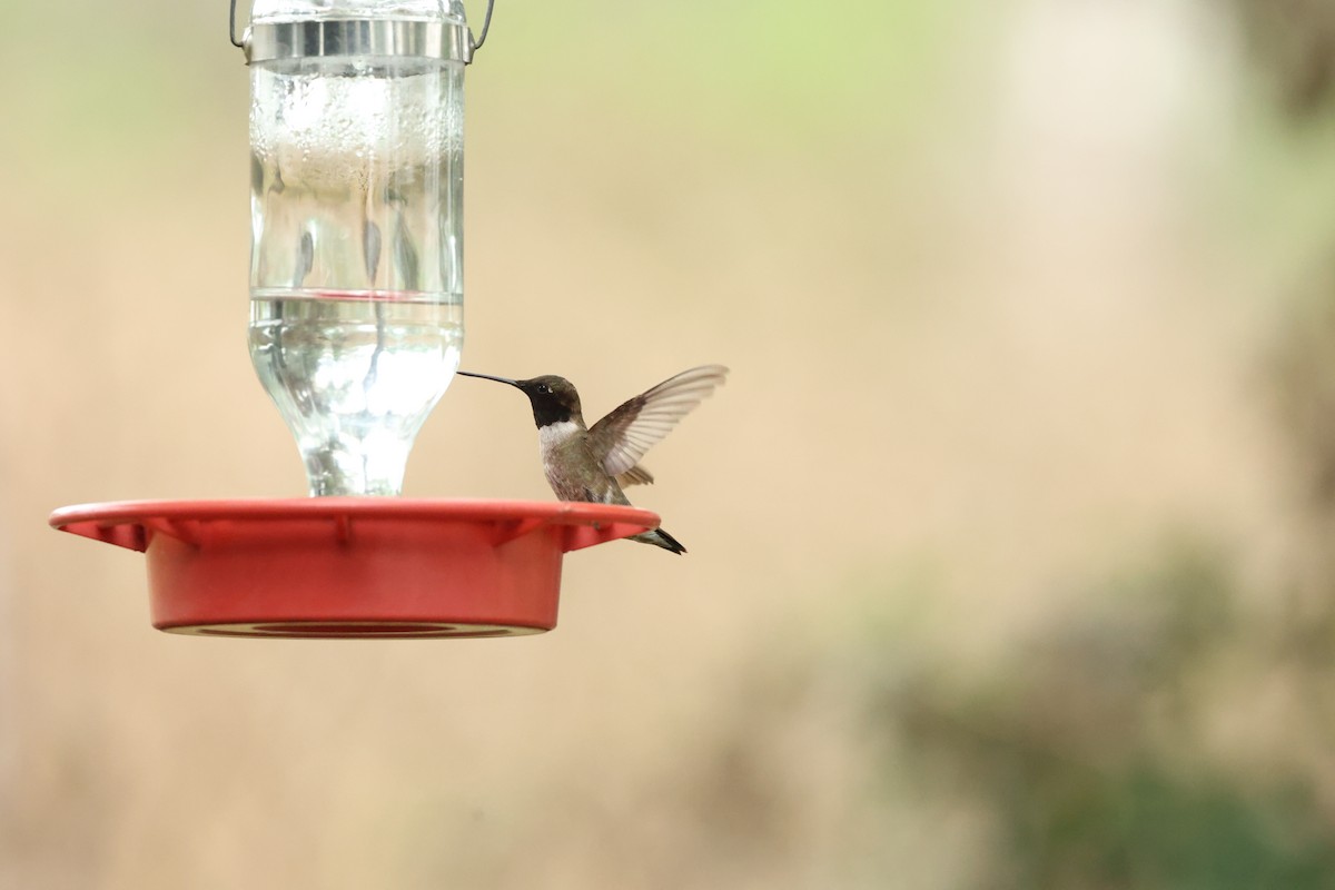 Black-chinned Hummingbird - ML619534281