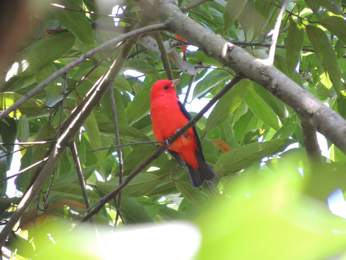 Scarlet Tanager - ML619534286