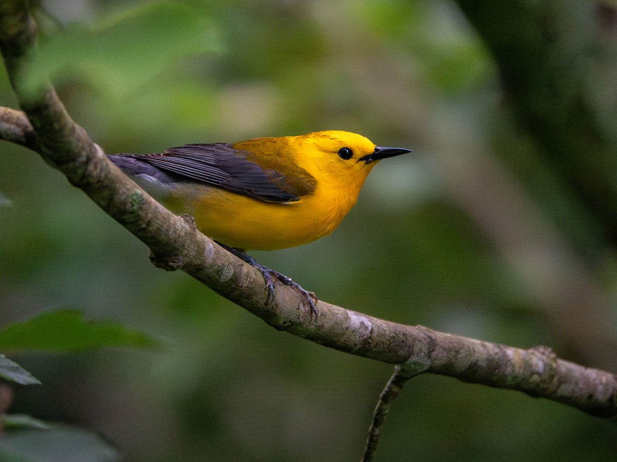 Prothonotary Warbler - ML619534314