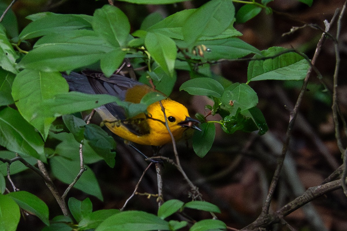 Prothonotary Warbler - ML619534365