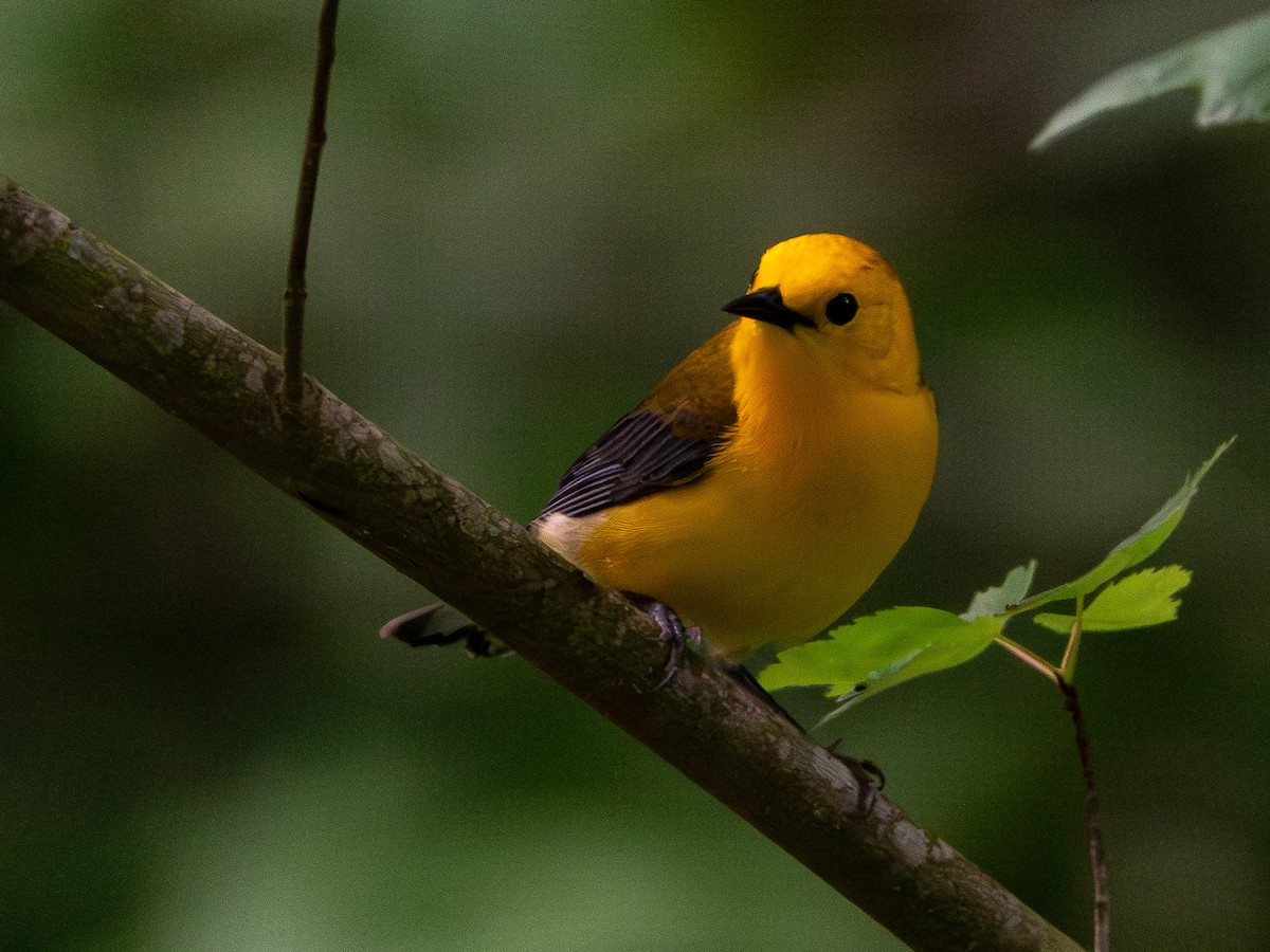 Prothonotary Warbler - ML619534366