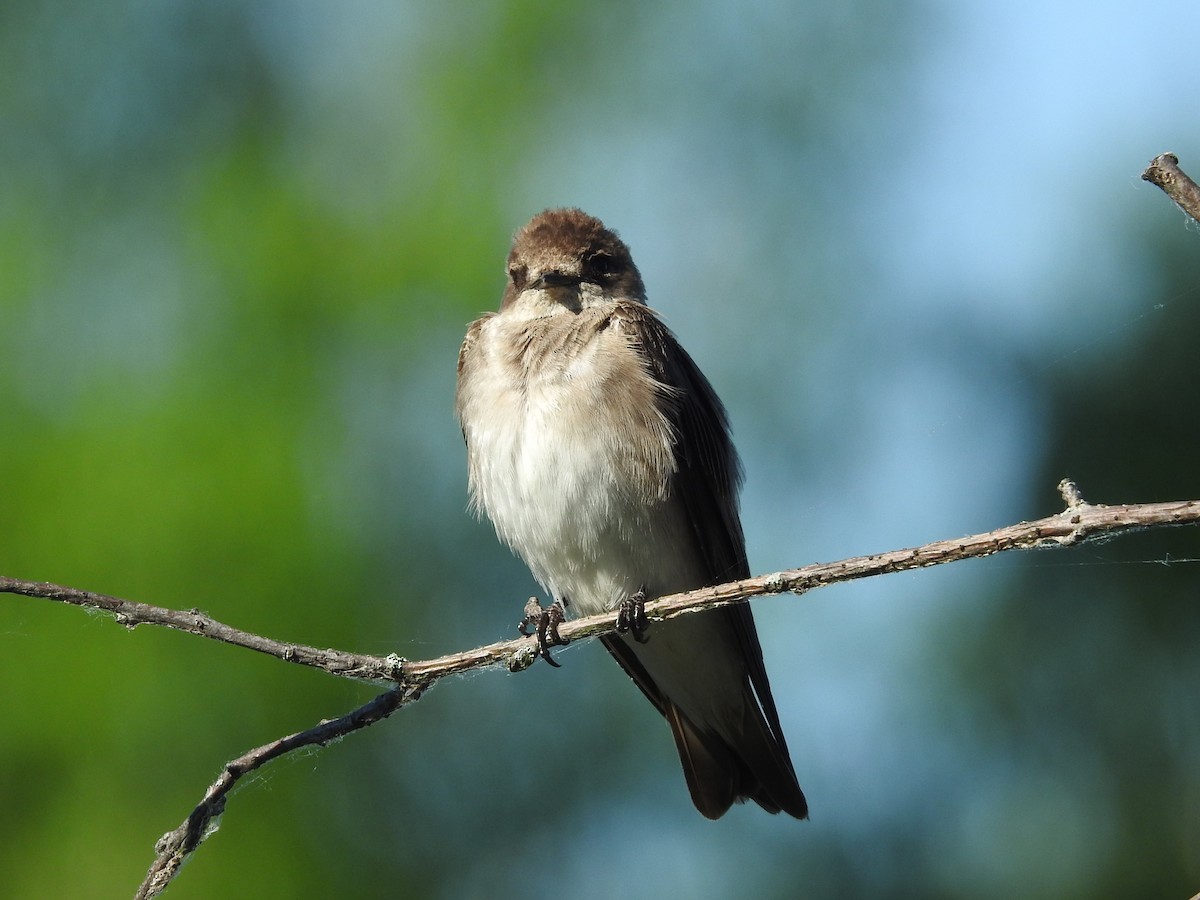 Northern Rough-winged Swallow - ML619534374