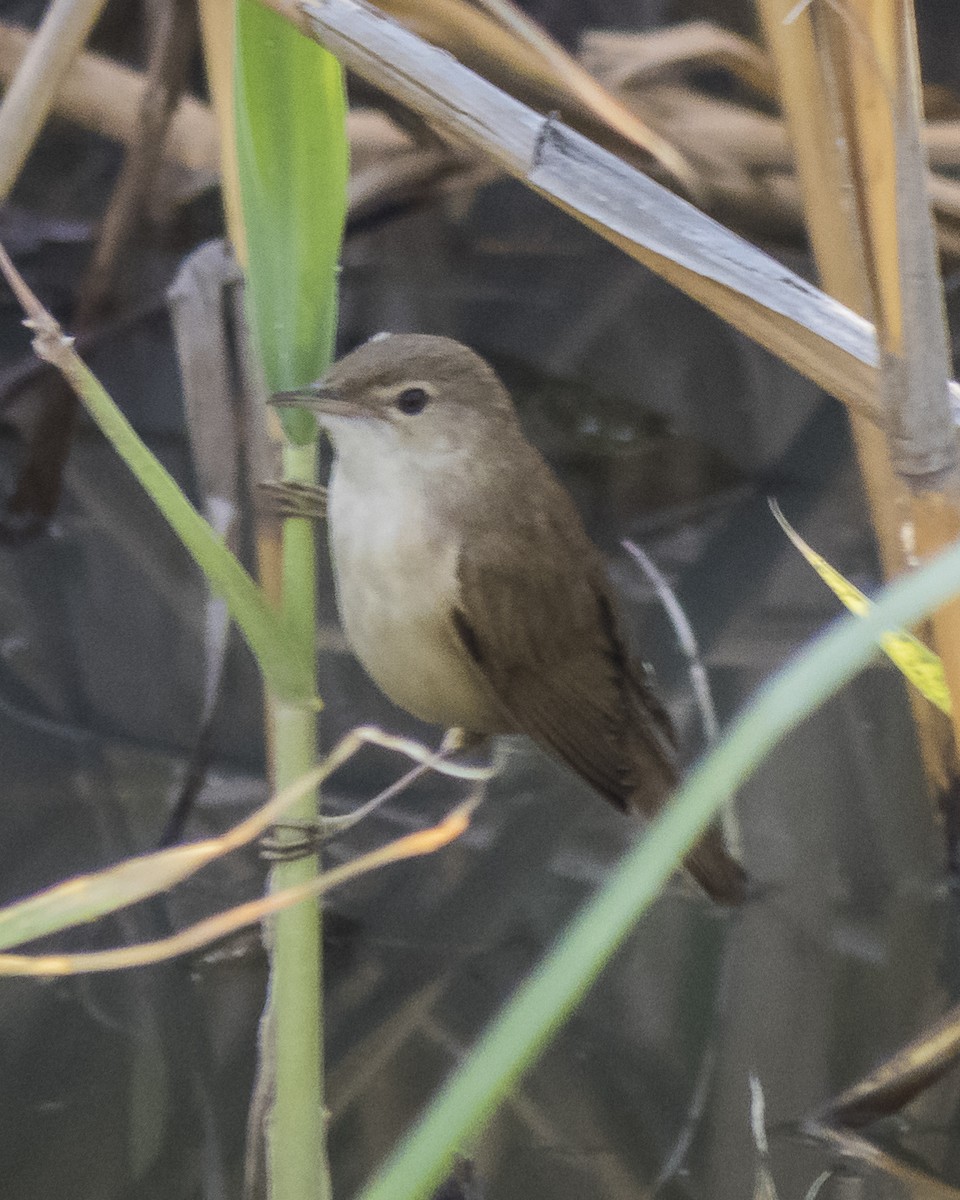 Common Reed Warbler - ML619534388