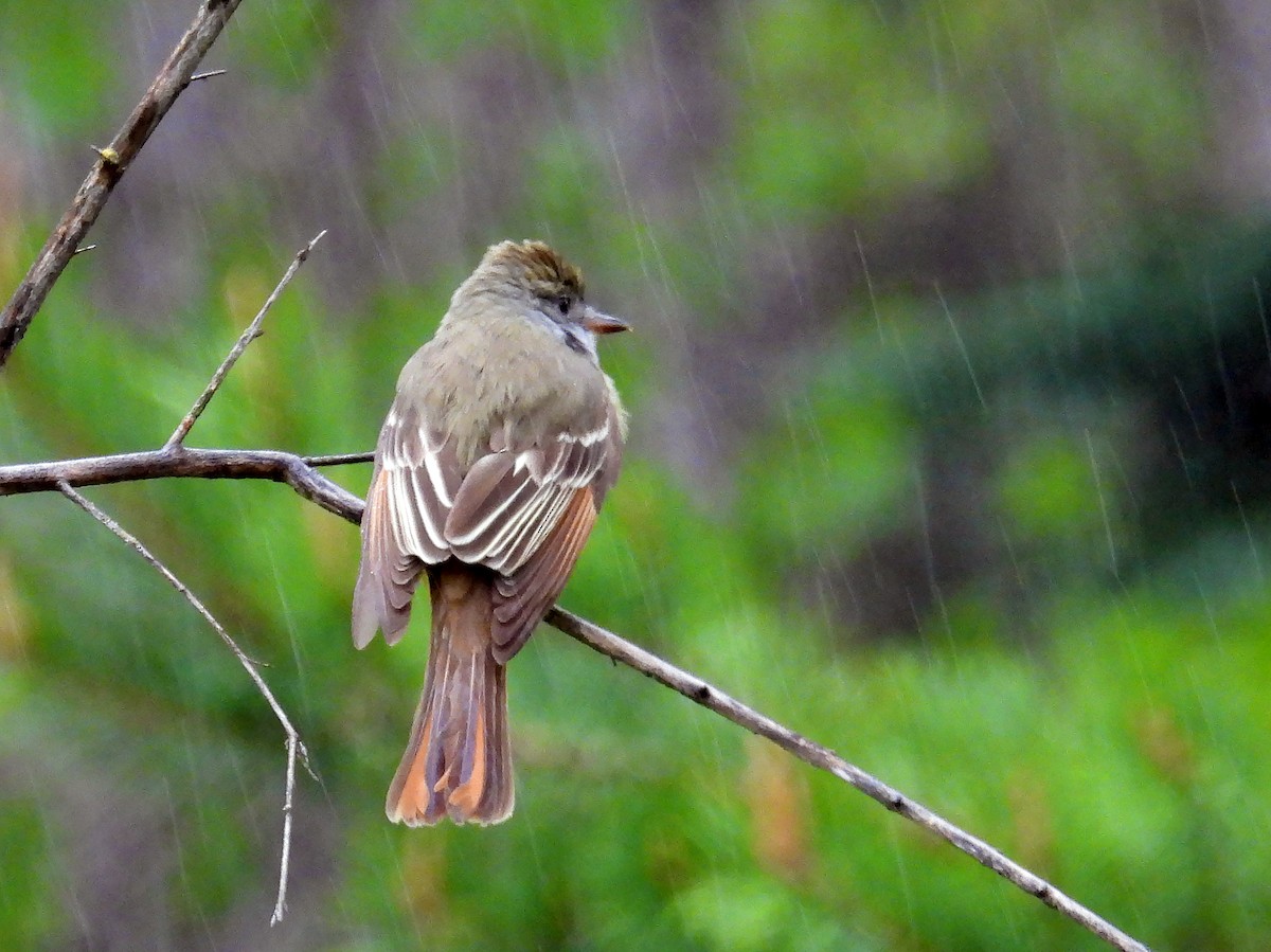Great Crested Flycatcher - ML619534391