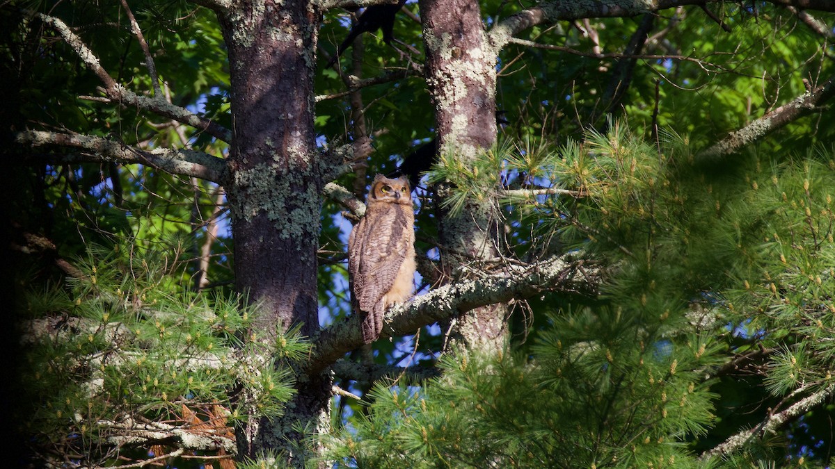 Great Horned Owl - ML619534398