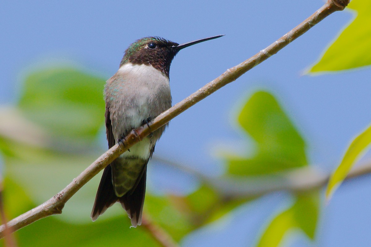 Ruby-throated Hummingbird - ML619534408