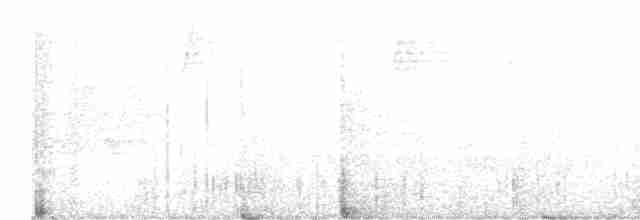 Paruline de Swainson - ML619534412