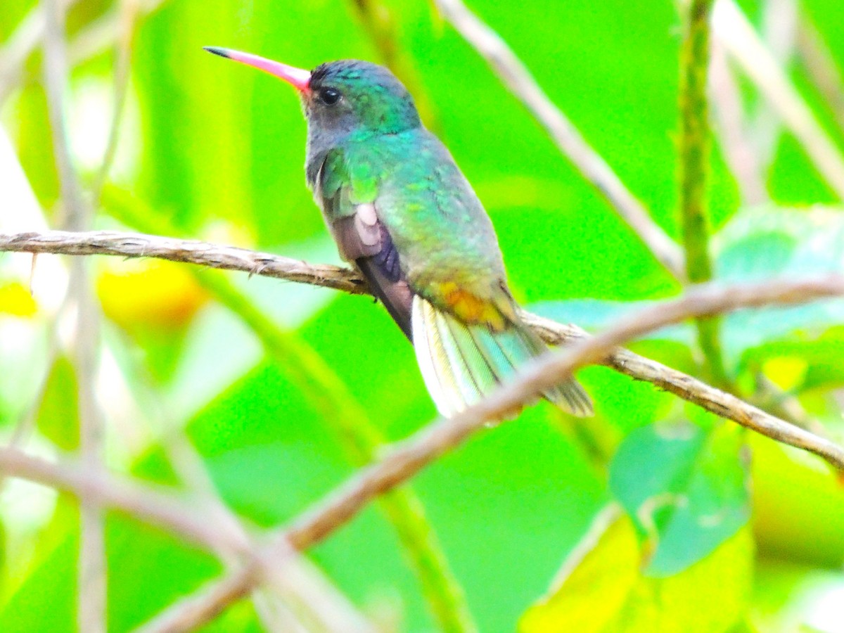 Blue-throated Goldentail - ML619534437