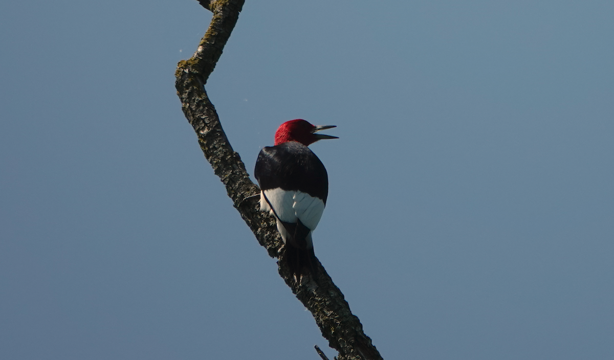 Red-headed Woodpecker - ML619534494