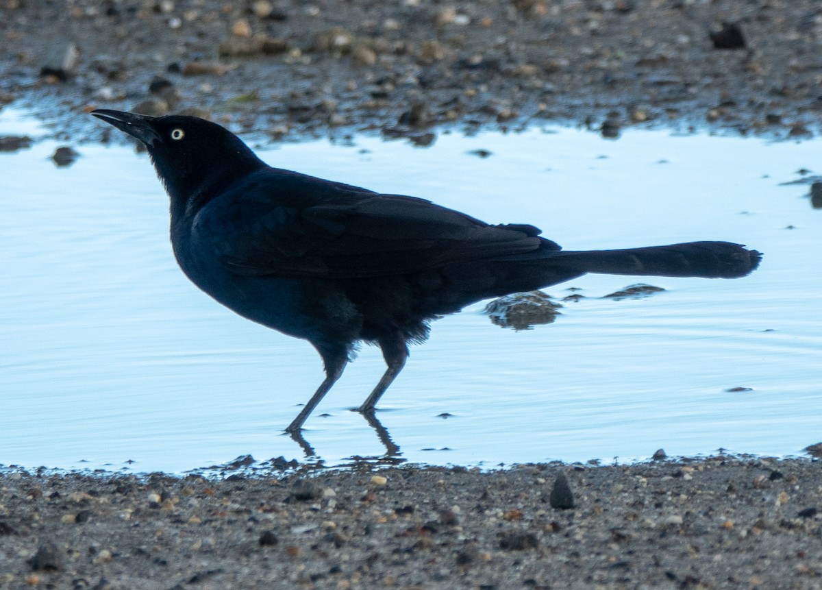 Boat-tailed Grackle - ML619534508