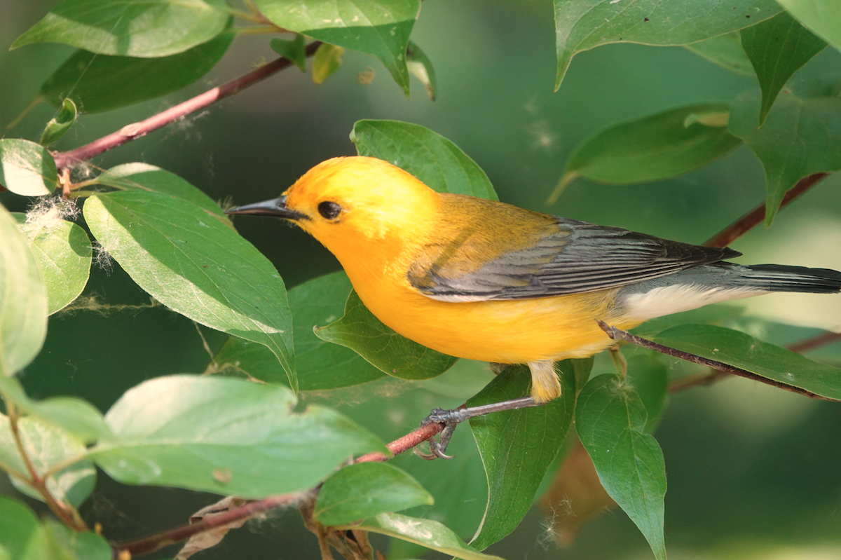 Prothonotary Warbler - ML619534517