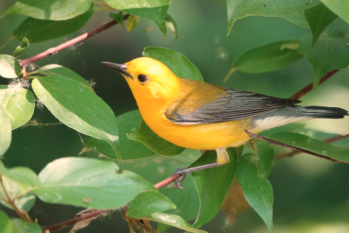 Prothonotary Warbler - ML619534518