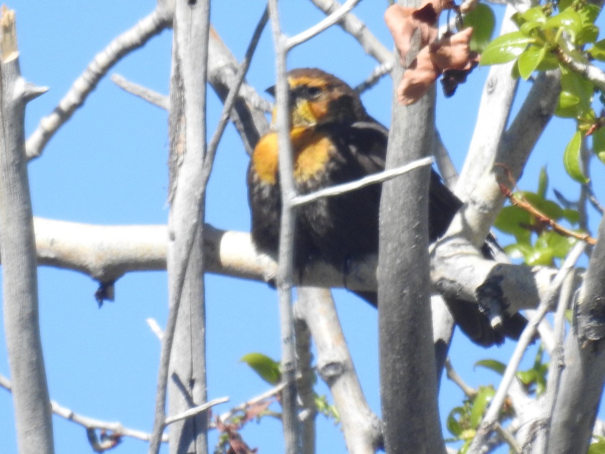 Yellow-headed Blackbird - ML619534530