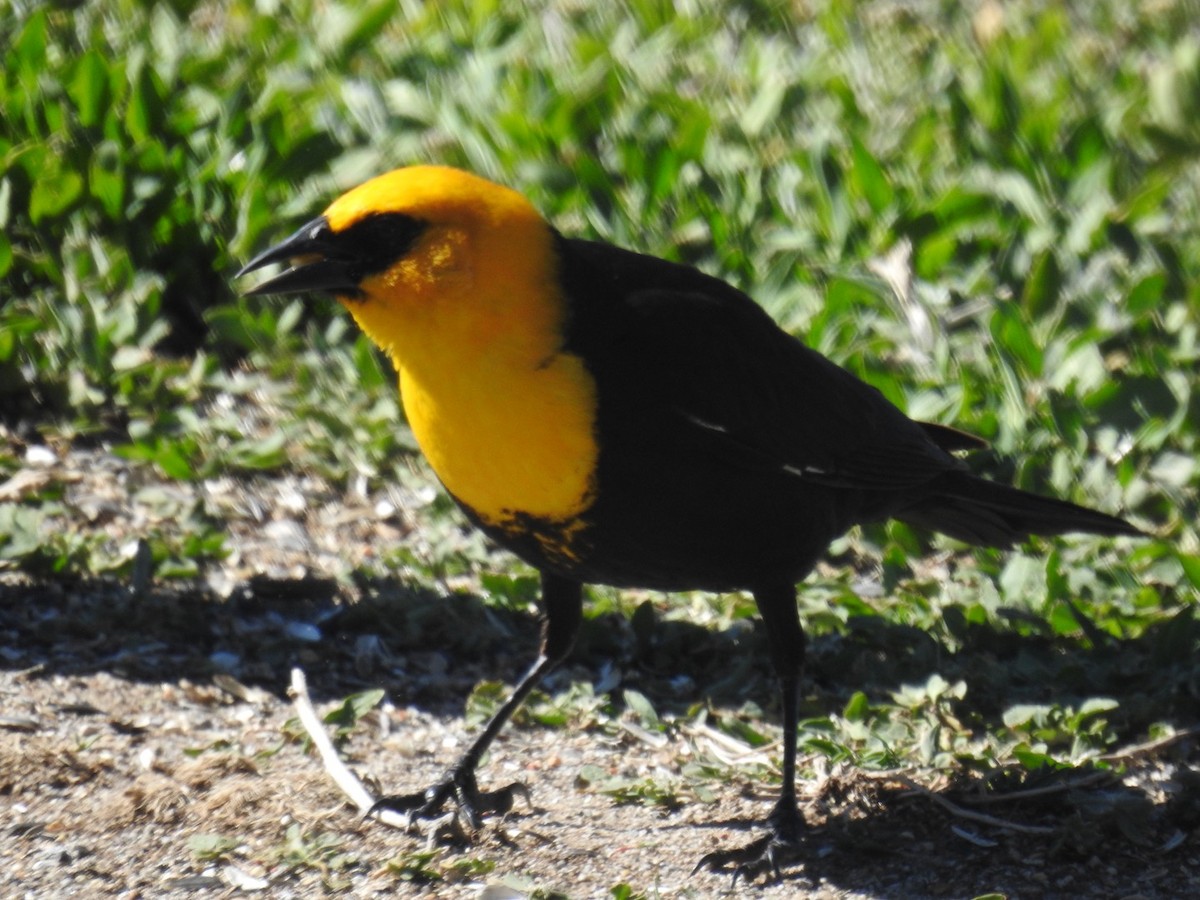 Yellow-headed Blackbird - ML619534531