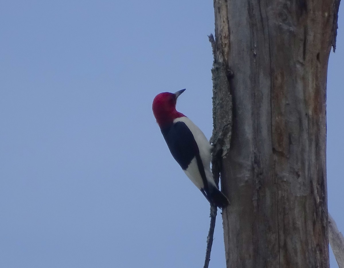 Red-headed Woodpecker - ML619534539