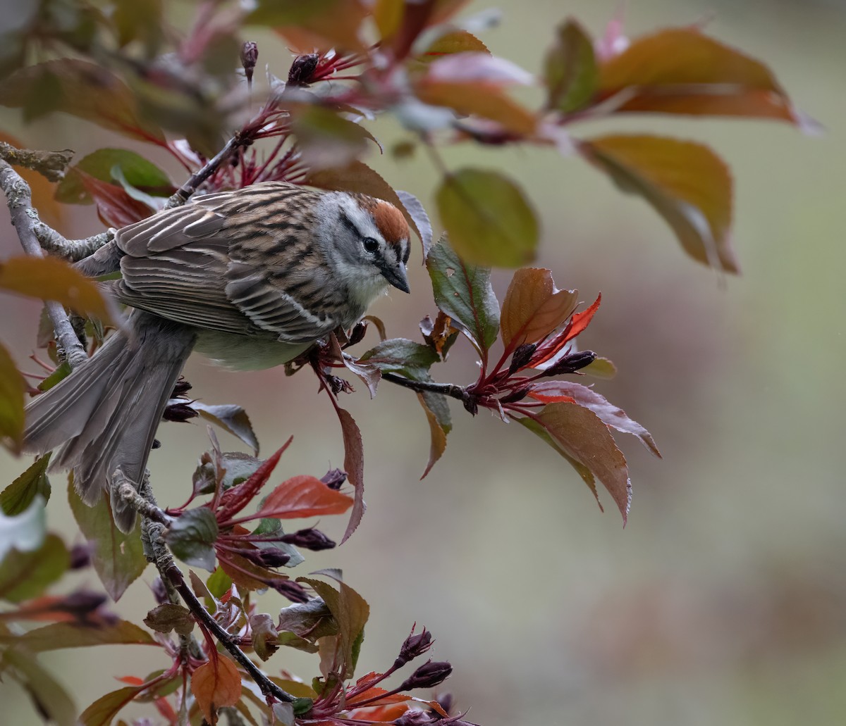 Chipping Sparrow - ML619534543
