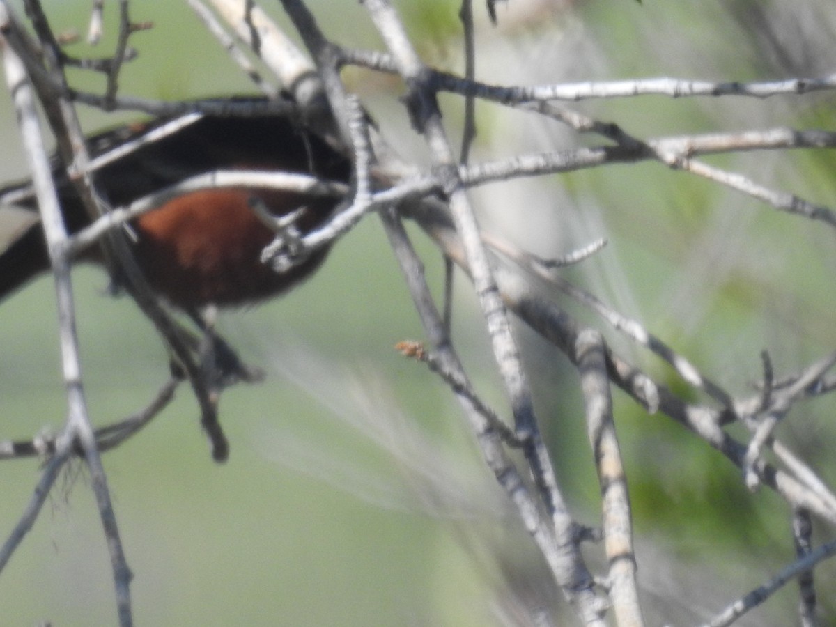 Orchard Oriole - ML619534548