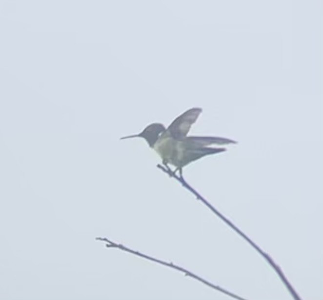Ruby-throated Hummingbird - ML619534557