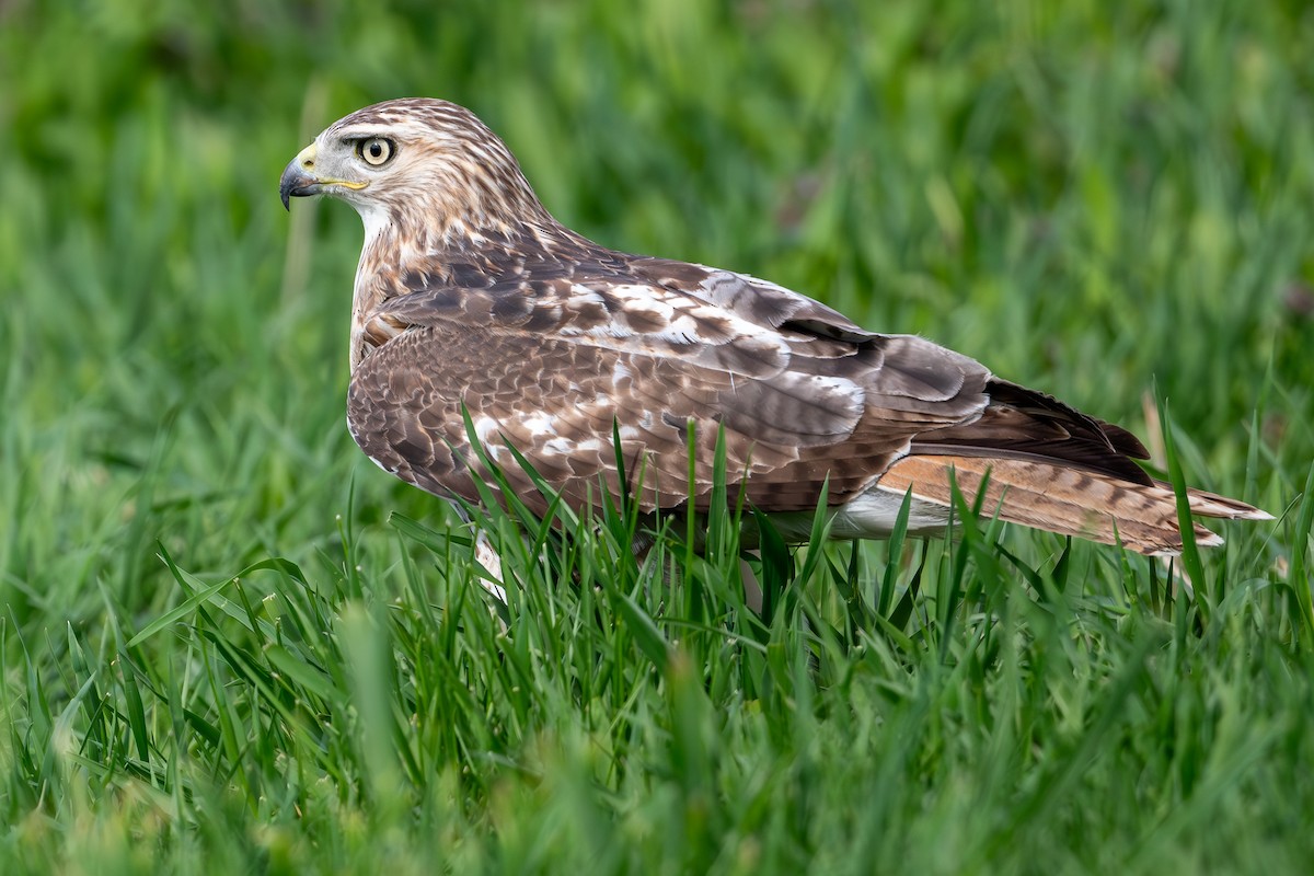 Red-tailed Hawk - ML619534593