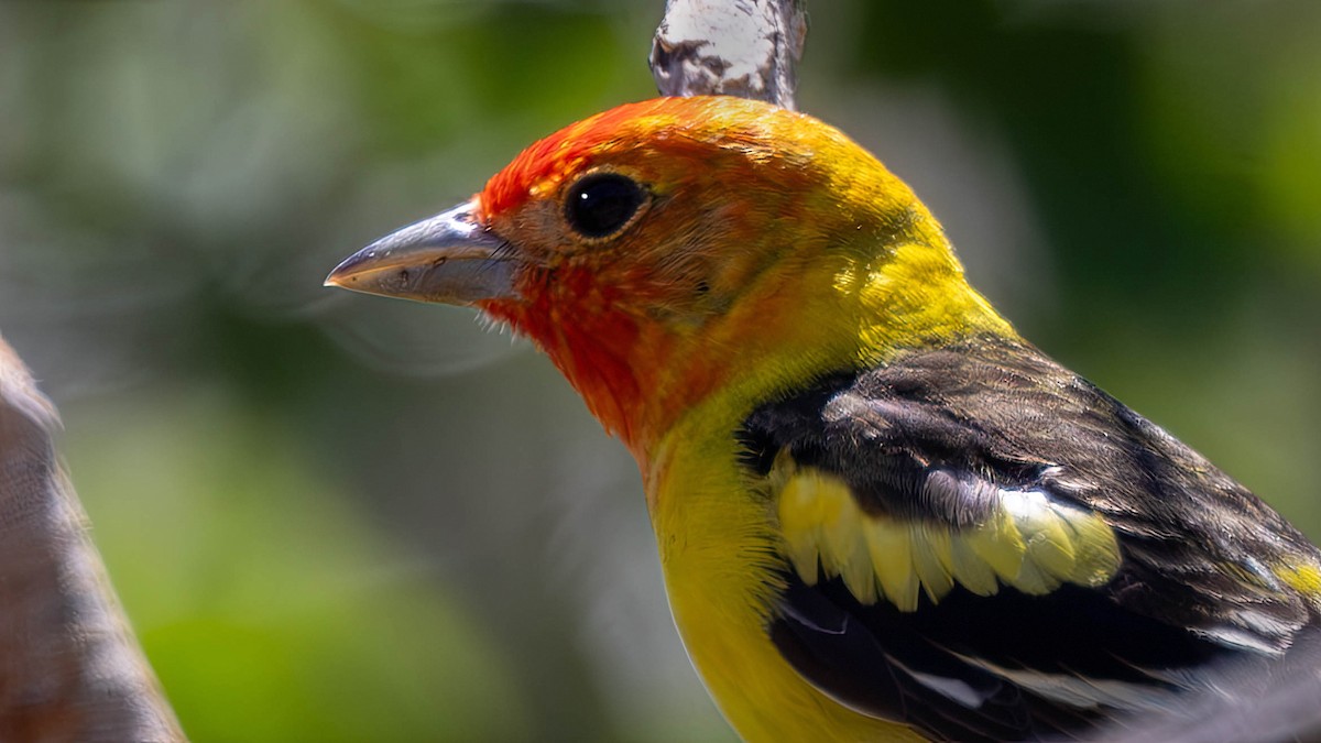 Western Tanager - ML619534595