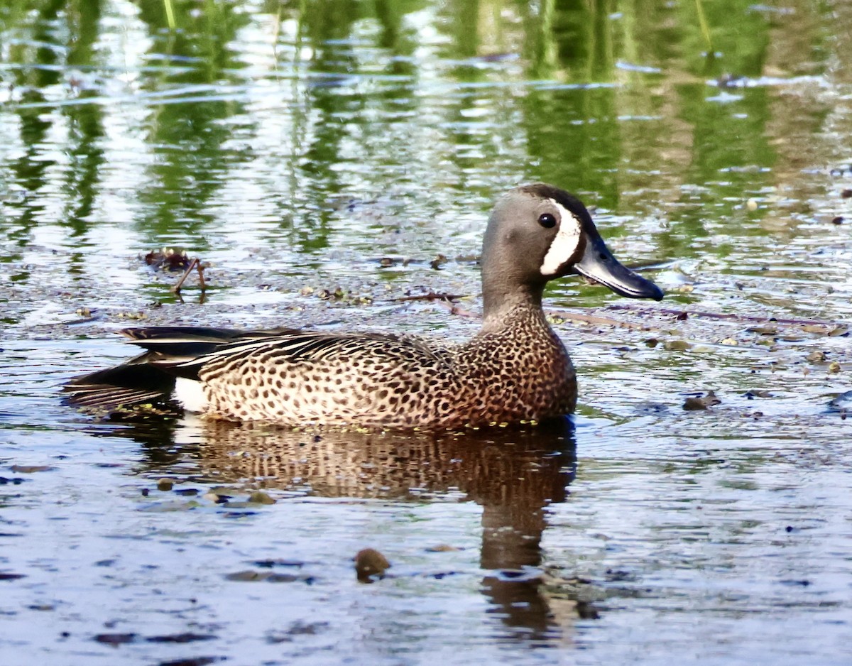 Blue-winged Teal - ML619534618