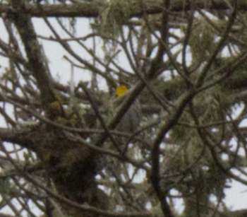 Yellow-throated Warbler - ML619534625