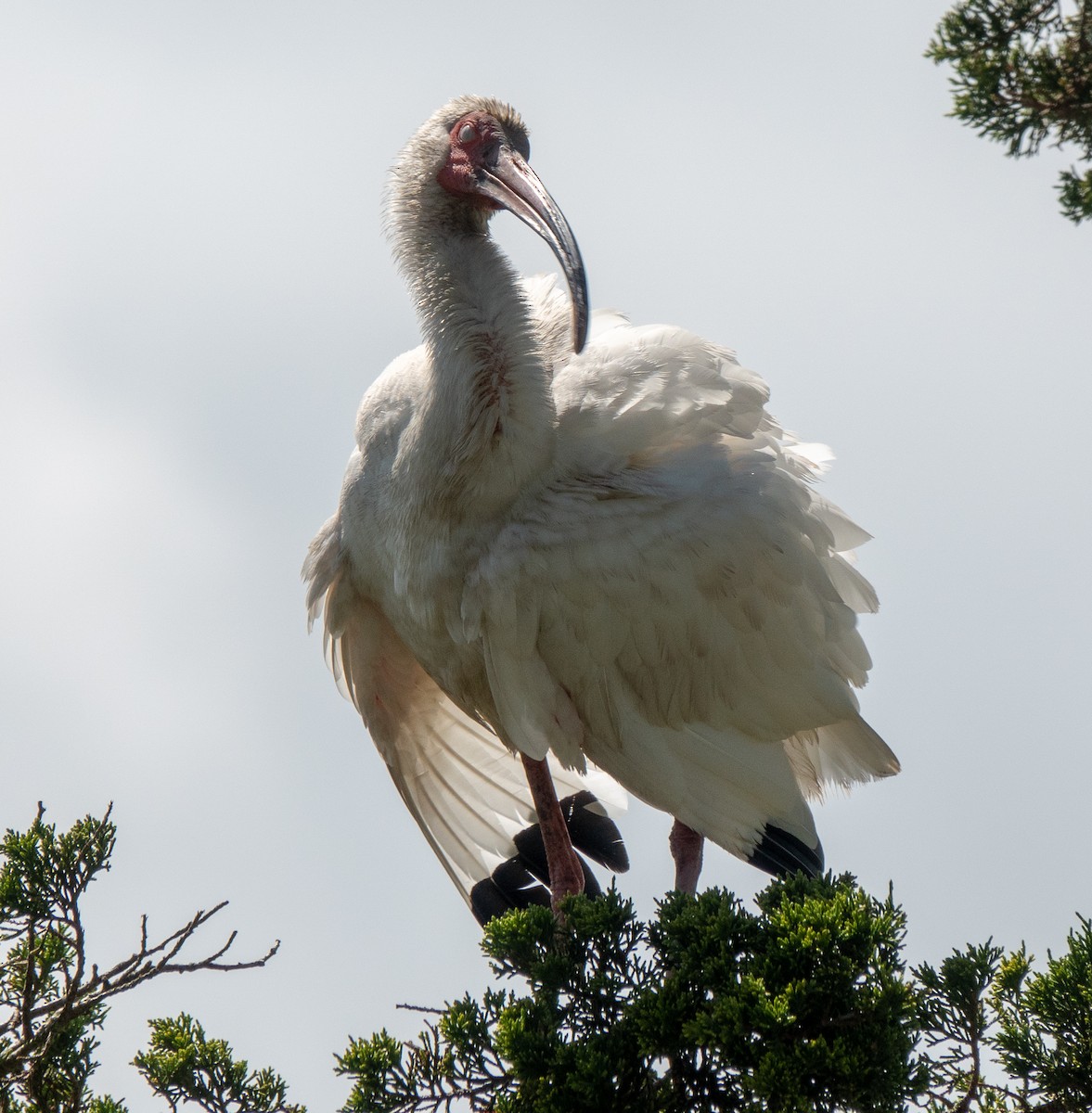ibis bílý - ML619534638
