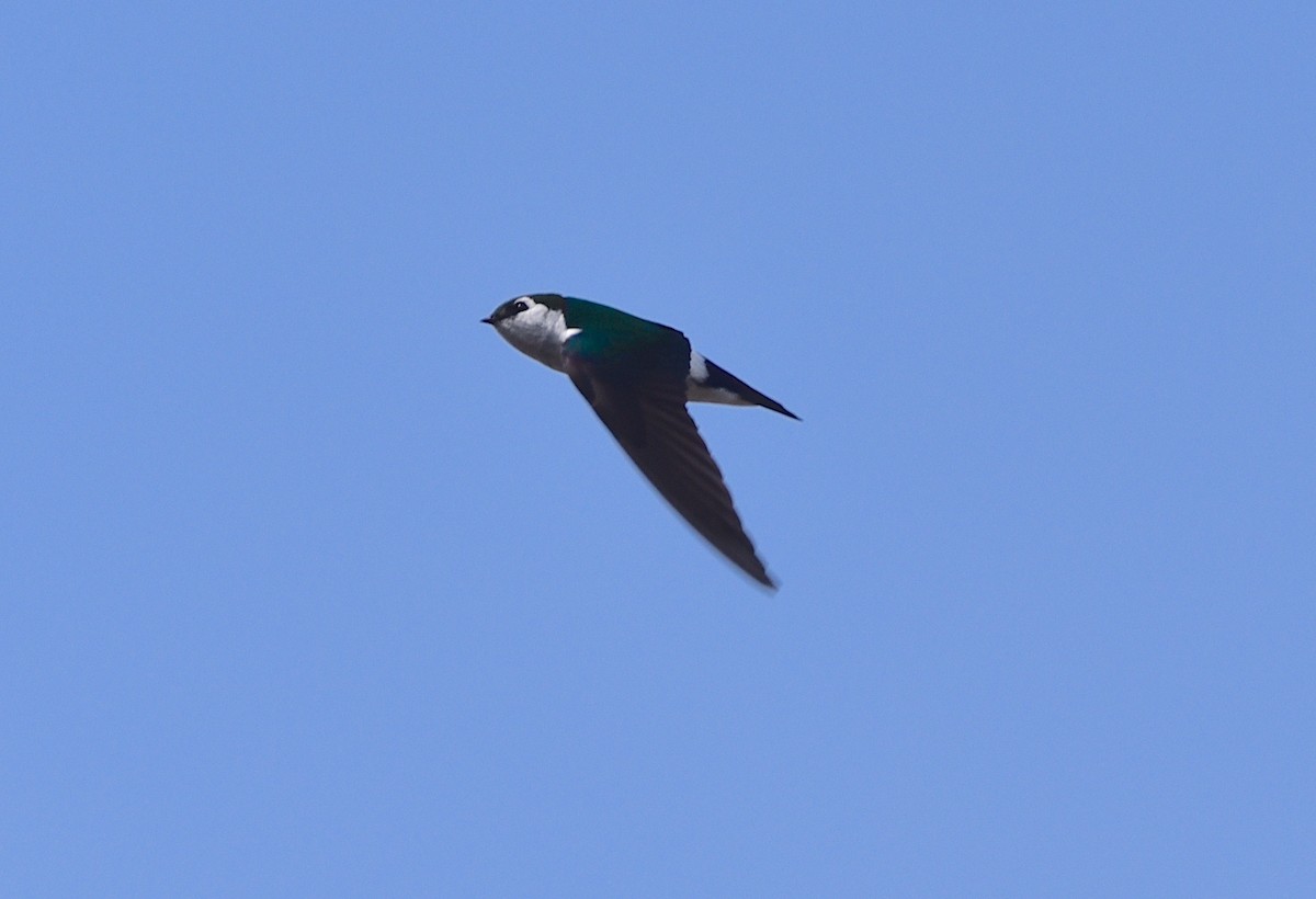 Violet-green Swallow - ML619534670
