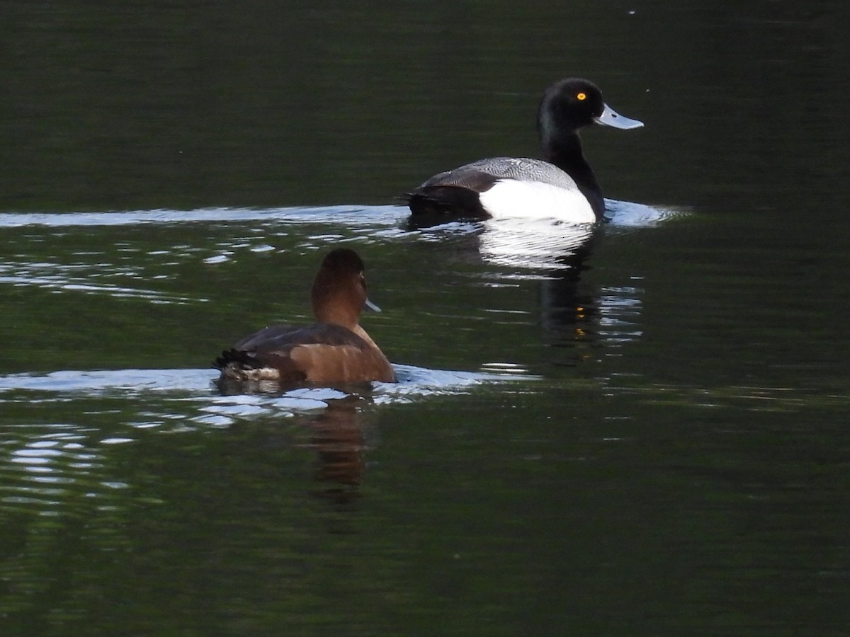 Greater/Lesser Scaup - ML619534676