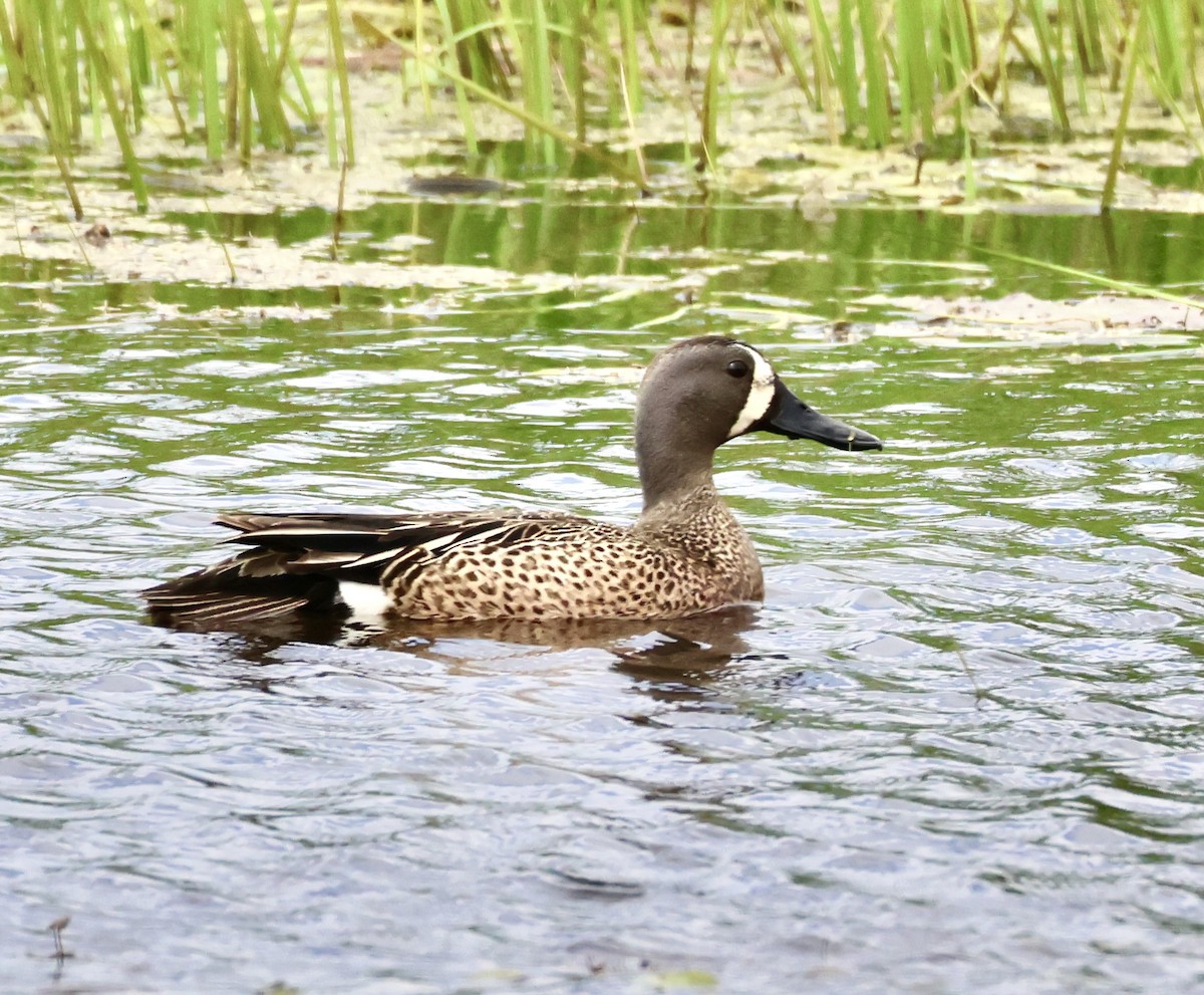 Blue-winged Teal - ML619534734