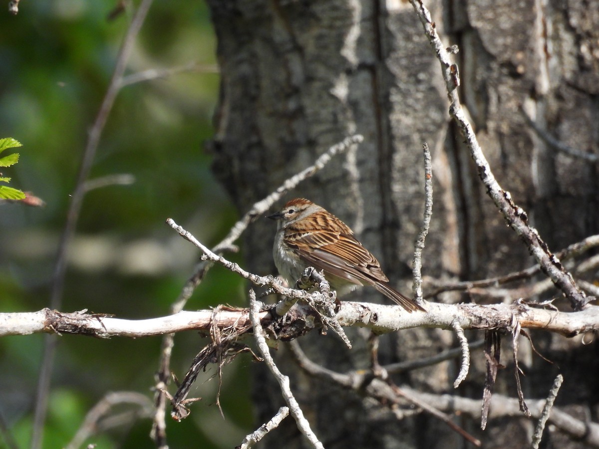 Chipping Sparrow - ML619534780