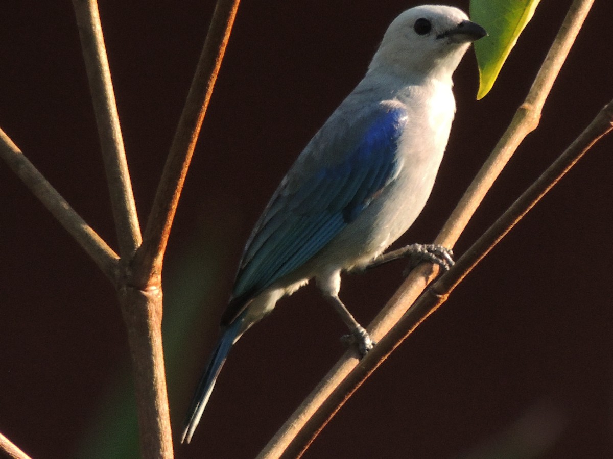 Blue-gray Tanager - ML619534781