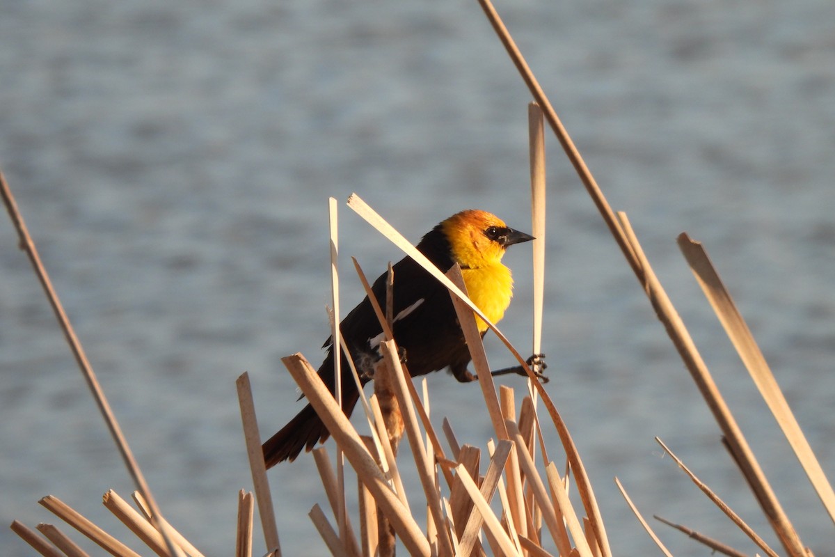 Yellow-headed Blackbird - ML619534782