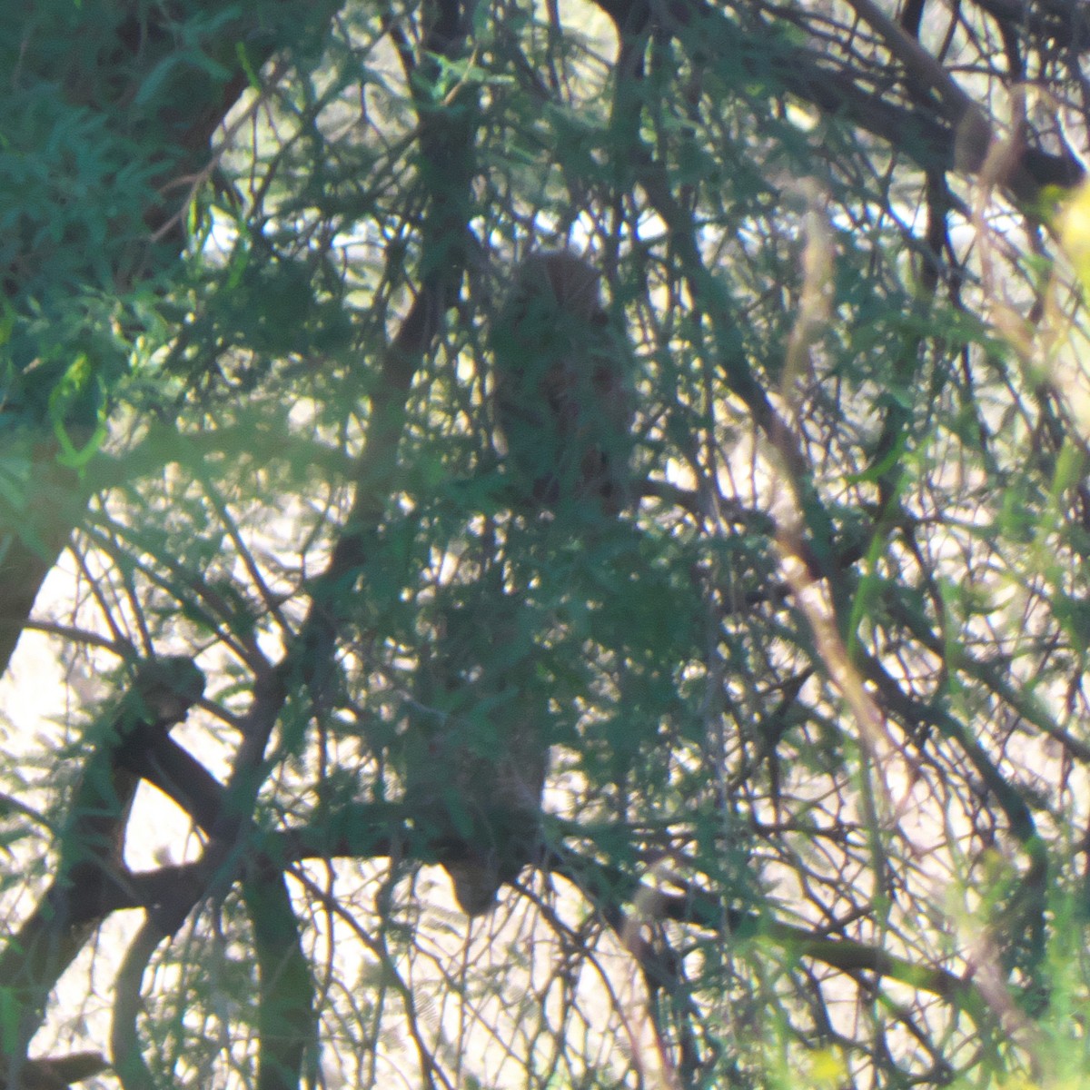 Great Horned Owl - ML619534788