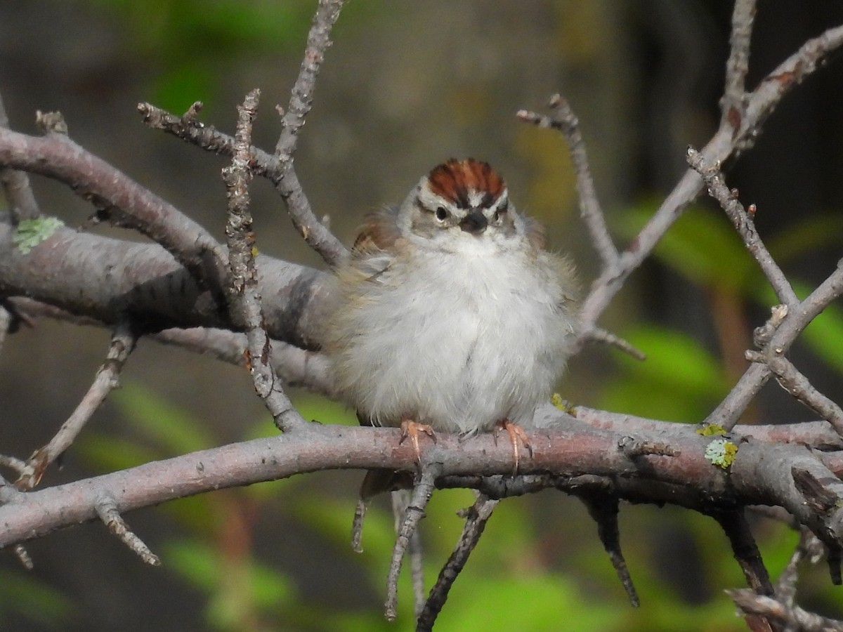 Chipping Sparrow - ML619534789