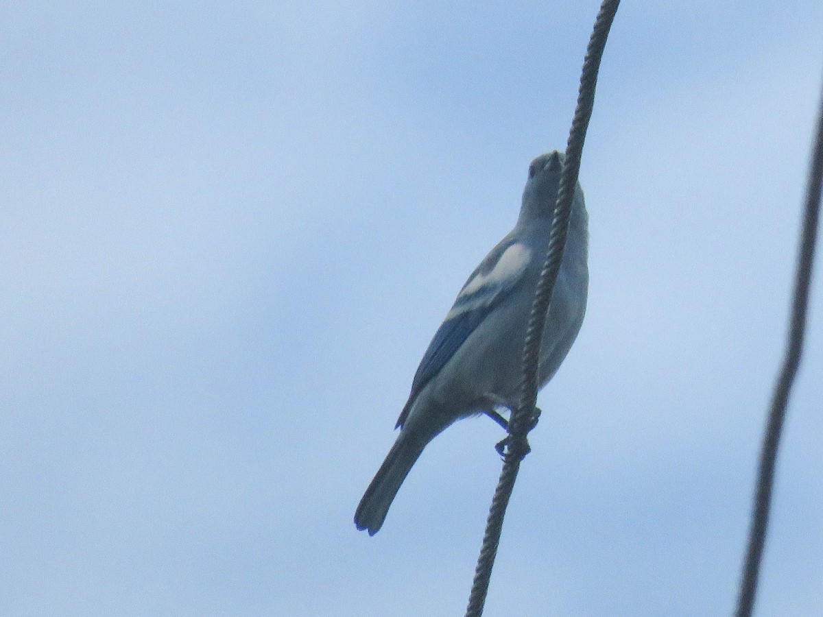 Blue-gray Tanager - ML619534795