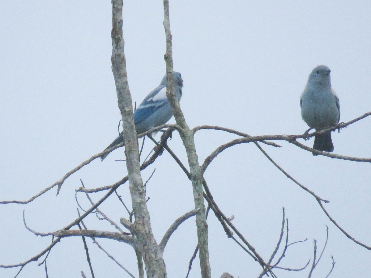 Blue-gray Tanager - ML619534796