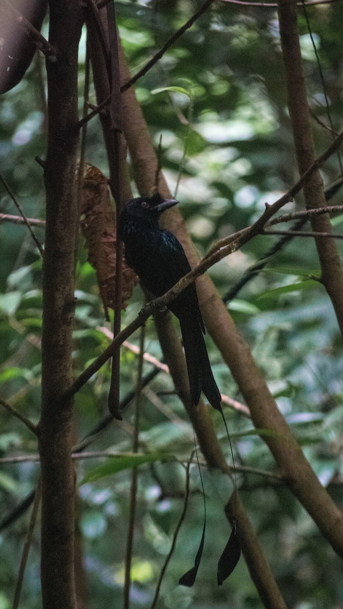 Greater Racket-tailed Drongo - ML619534804