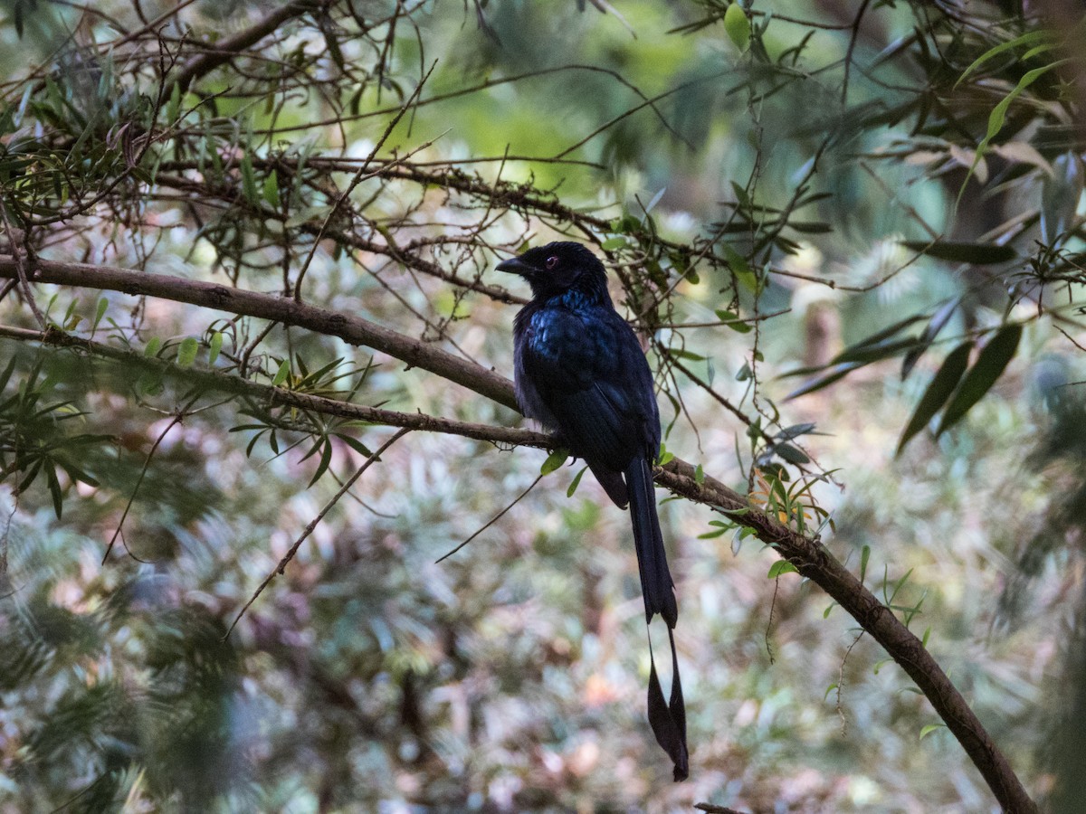 Greater Racket-tailed Drongo - ML619534810