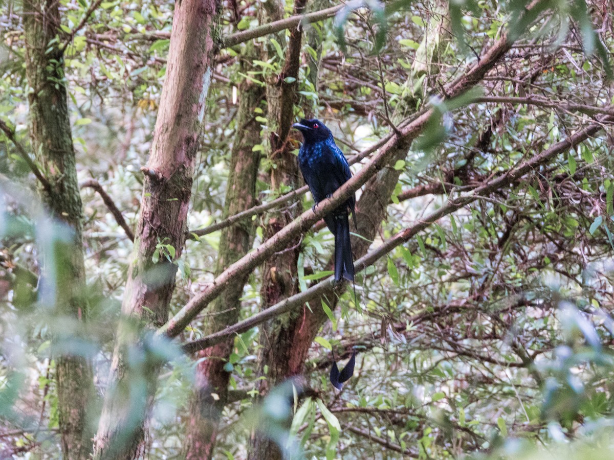 Greater Racket-tailed Drongo - ML619534811