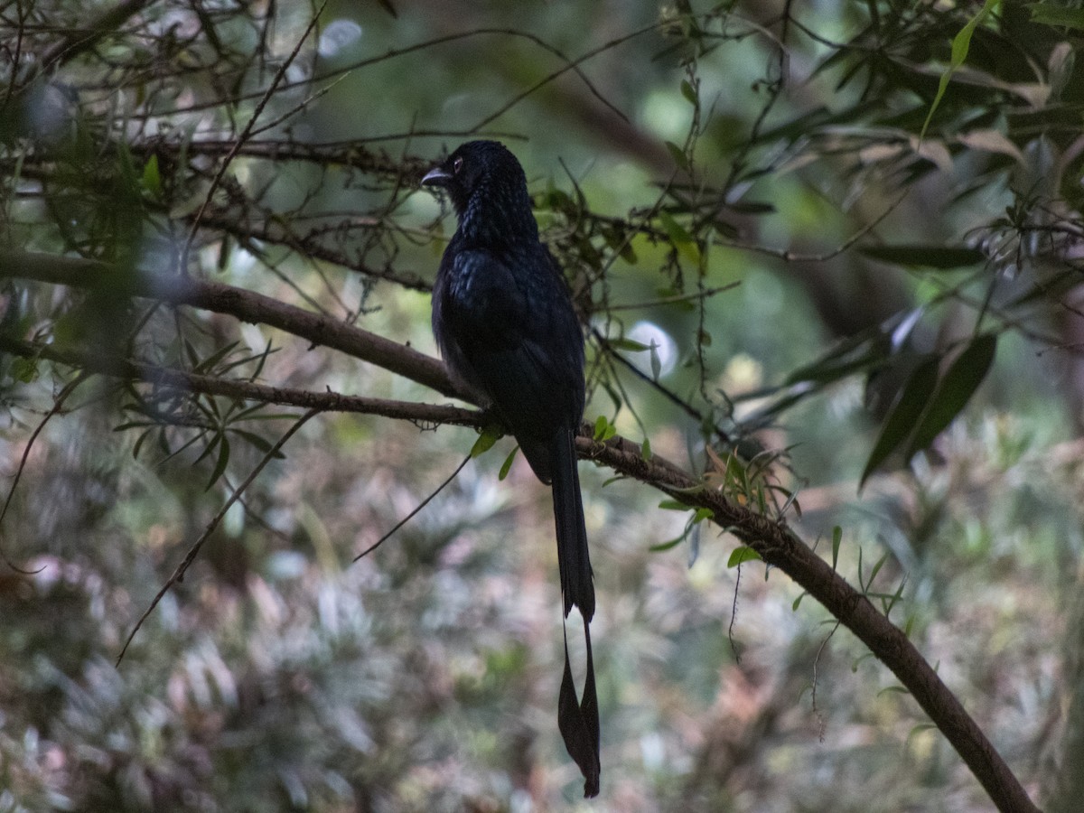 Greater Racket-tailed Drongo - ML619534812